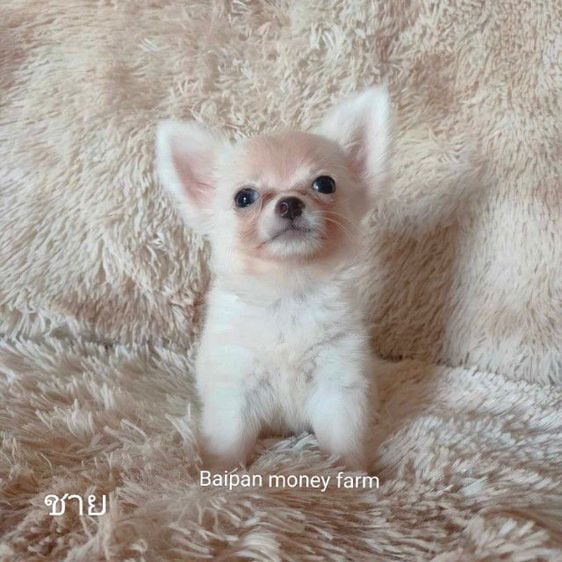 ชิวาวา (Chihuahua) เล็ก ชิวาวาขนยาวสีขาว ไชค์จิ๋ว