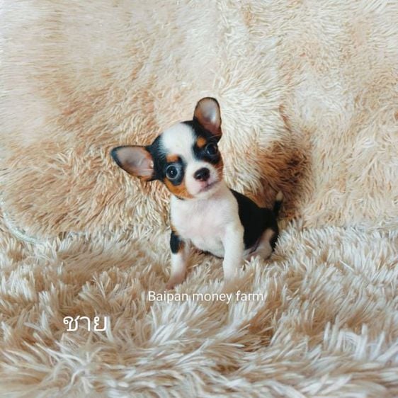 ชิวาวา (Chihuahua) เล็ก ชิวาวาขนสั้น สามสี