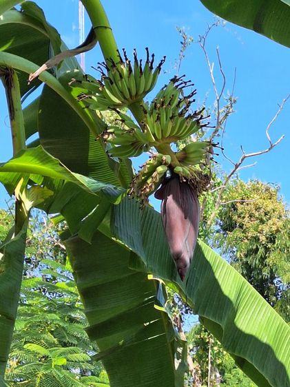 ที่ดินในเขตเทศบาล รูปที่ 2