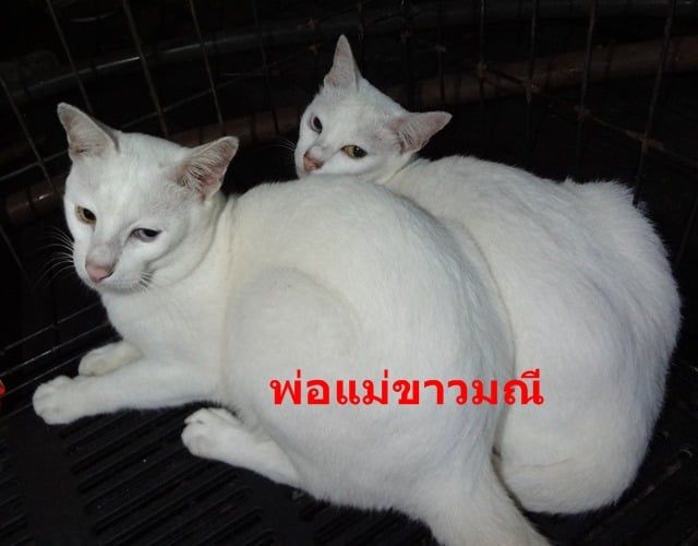 ขาวมณี (Khao Manee) ลูกแมวขาวมณี ตาเหลือง อายุ 50 วัน มีรูปพ่อแม่แมว 1000 บาทถ้วน