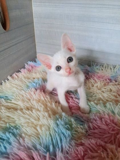 ขาวมณี (Khao Manee) แมวขาวมณีตาสีเหลือง เพศผู้ ปลายหางสะสุดนิดหน่อยกินอาหารเม็ดเข้ากระบะเป็นอายุ1เดือนต้นๆก่อนย้ายตรวจโรคฟรีขอคนพร้อมดูแลแมวเด็กและมีเวลาให้น้องคะ