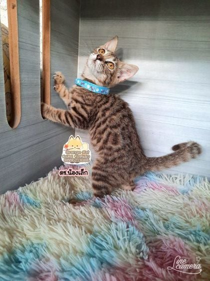เบงกอล (Bengal House Cat) แมวเบงกอล ผสม เพศผู้ ก่อนย้ายตรวจโรคไข้หัดหวัดแมวฟรีเขาก็กระทรายกินอาหารเม็ดเป็น ถามก่อนได้ค่ะ