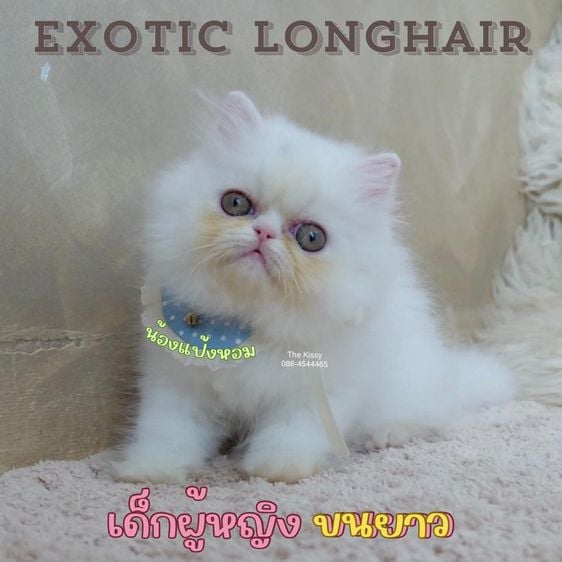 เอ็กโซติก (Exotic) น้องแป้งหอม สายพันธุ์แท้ ลูกแมวเอกซ์โซติกลองแฮร์ สาวน้อยExotic longhair