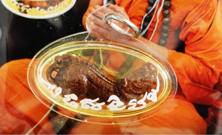 ปลัดหัวชะมดไม้กาฝากมะยม เลี่ยมน้ำมันว่านพลาย หลวงปู่คำพวง 