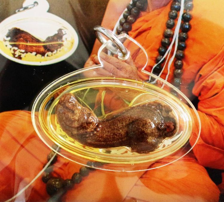 ปลัดหัวชะมดไม้กาฝากมะยม เลี่ยมน้ำมันว่านพลาย หลวงปู่คำพวง  รูปที่ 7