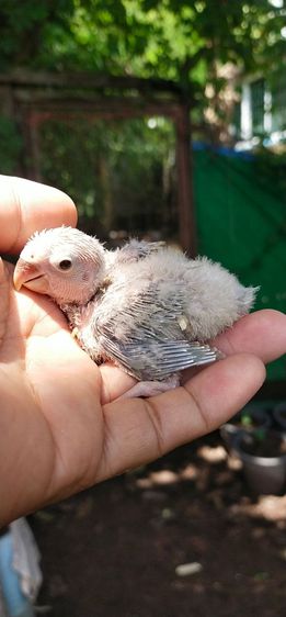 ขายลูกป้อนนกไม่ขอบตาสีพายพัตเตอร์