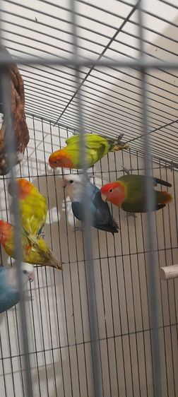 ขายเหมานกเลิฟเบิร์ดพร้อมทำเมีย4 ผู้3 พร้อมกรง