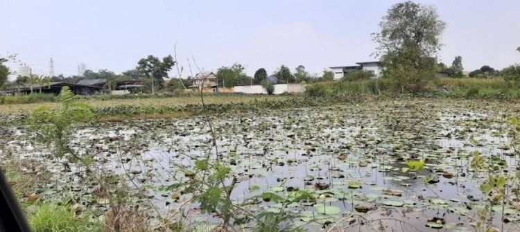 ไม่ใช่ ขายที่ดิน ทำเลดี นาบัว อ.บางละมุง พัทยา พื้นที่ 3-2-44 ไร่ ราคา 25 ลบ. ( แบ่งขายได้ ไร่ละ 8 ลบ. ) เจ้าของขายเอง เจรจาได้ เหมาะทำบ้านจัดสรร รูปที่ 2