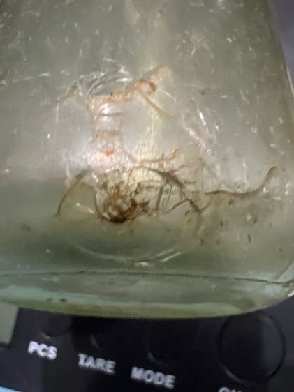 ขวดนํ้ามะเน็ตโบราณ รูปที่ 7