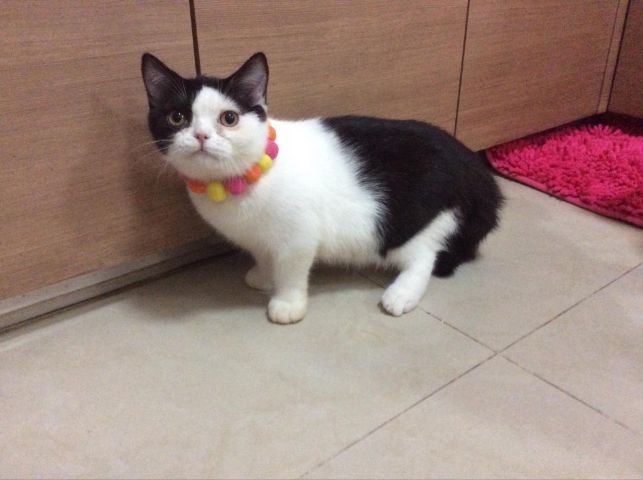 สก็อติชโฟลด์  เพศเมีย หุ่นหมี รูปที่ 3