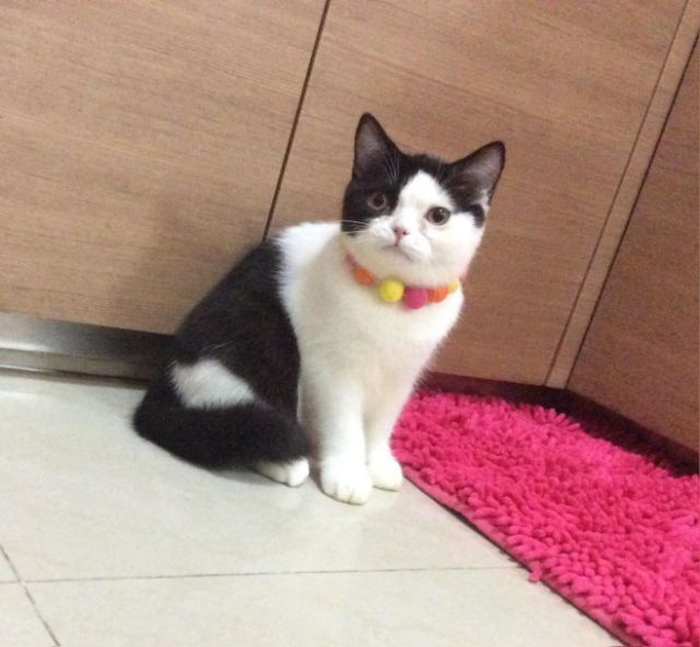 สก็อตติช โฟลด์ (Scottish Fold) สก็อติชโฟลด์  เพศเมีย หุ่นหมี