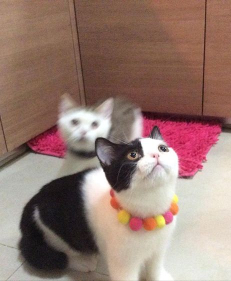 สก็อติชโฟลด์  เพศเมีย หุ่นหมี รูปที่ 2