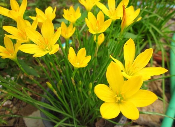 ขายเมล็ดพันธุ์บัวดิน ดอกสีเหลือง Yellow Rain Lily  200 เมล็ด รูปที่ 2