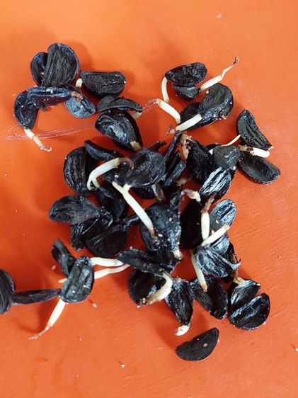 ขายเมล็ดพันธุ์บัวดิน ดอกสีเหลือง Yellow Rain Lily  200 เมล็ด รูปที่ 6