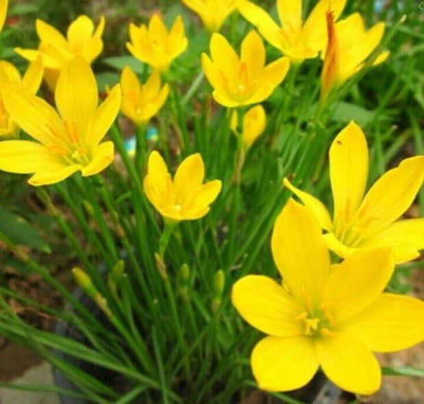 ขายเมล็ดพันธุ์บัวดิน ดอกสีเหลือง Yellow Rain Lily  200 เมล็ด