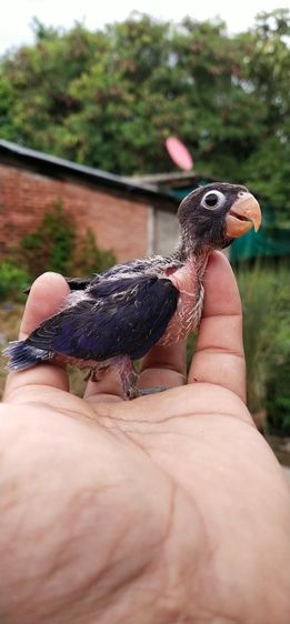 ขายลูกป้อนนกเลิฟเบิร์ดสีม่วงสดครับ..สนใจโทร 0929135188