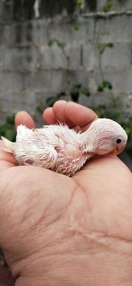 ขายลูกป้อนนกเลิฟเบิร์ดสีขาวล้วน..สโนว์ไวท์ รูปที่ 3