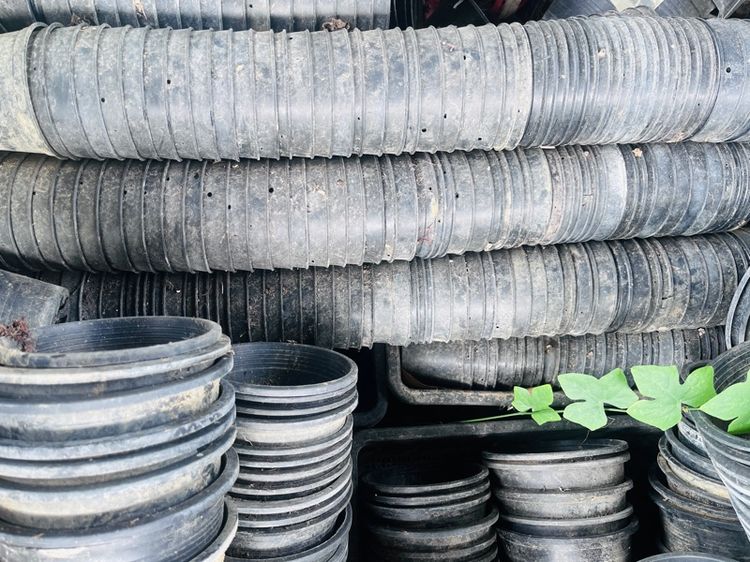 กระถางต้นไม้มือสอง คุณภาพดี ขายแพคละ 10 กระถาง ราคาถูกมากๆค่ะ มารับเองลดราคาให้อีกค่ะ รูปที่ 12