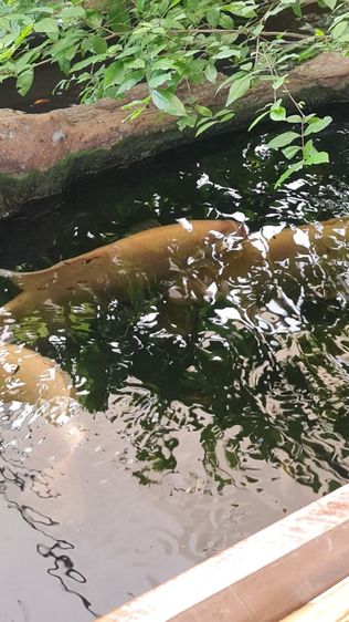 ปลาแรด size 45 cm รูปที่ 4