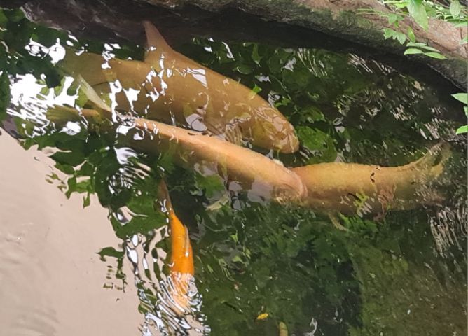 ปลาแรด size 45 cm รูปที่ 2