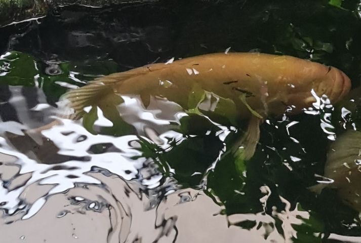 ปลาแรด size 45 cm รูปที่ 3