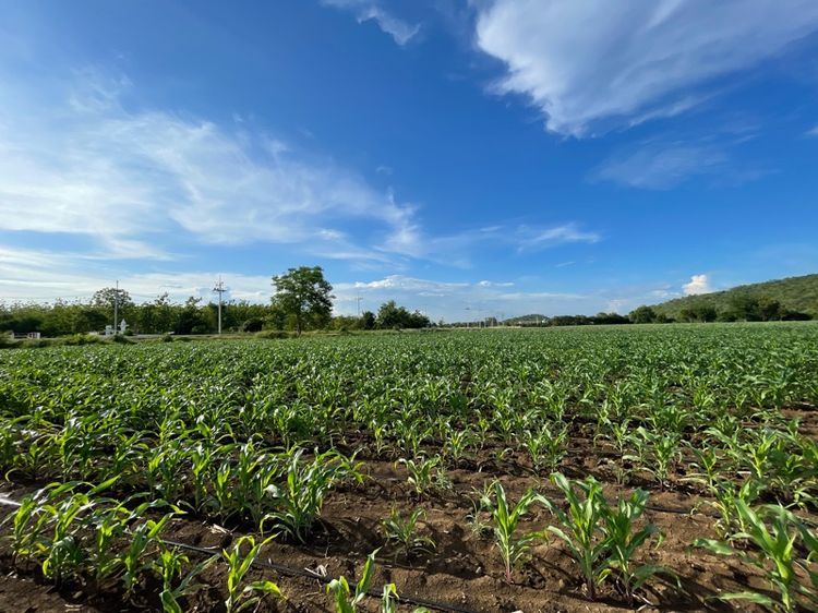 ไม่ใช่ ขายที่ดินติดแม่น้ำป่าสัก วิวเขา ไร่ละ6แสน รูปที่ 4