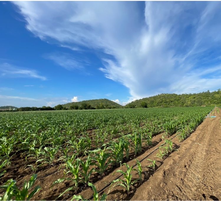 ไม่ใช่ ขายที่ดินติดแม่น้ำป่าสัก วิวเขา ไร่ละ6แสน รูปที่ 2