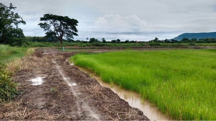 ขายที่นา 7 ไร่ 93.8 ตรว.ต.ดอยงาม อ.พาน จ.เชียงราย