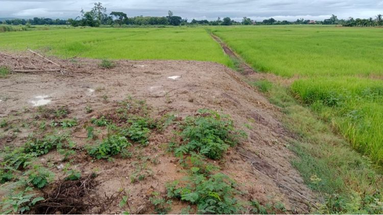 ขายที่นา 7 ไร่ 93.8 ตรว.ต.ดอยงาม อ.พาน จ.เชียงราย รูปที่ 2