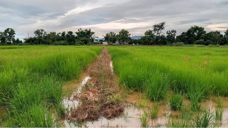 ขายที่นา 7 ไร่ 93.8 ตรว.ต.ดอยงาม อ.พาน จ.เชียงราย รูปที่ 4