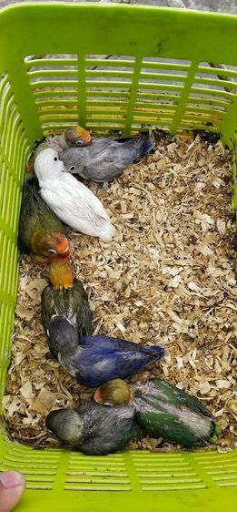 ขายลูกป้อนนกเลิฟเบิร์ด..ราคาเริ่มต้นที่ 499 บาท..สนใจโทร 0929135188 รูปที่ 3