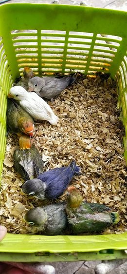 ขายลูกป้อนนกเลิฟเบิร์ด..ราคาเริ่มต้นที่ 499 บาท..สนใจโทร 0929135188 รูปที่ 2