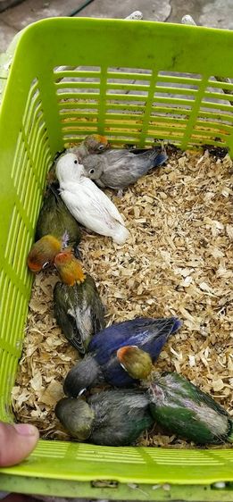 ขายลูกป้อนนกเลิฟเบิร์ด..ราคาเริ่มต้นที่ 499 บาท..สนใจโทร 0929135188