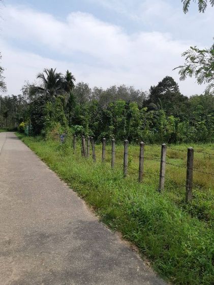 ที่ดินเปล่านาใต้พร้อมโอนเจ้าของขายเอง ราคาต่อรองกันได้ รูปที่ 4