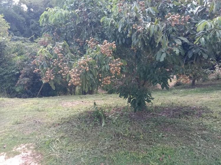 ที่สวย จ.น่าน 2ไร่ 53 ตรว เจ้าของขายเอง