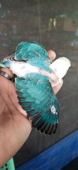 ขายนกเเลิฟเบิร์ดสีบูลโอพาไล.ราคา2900 บาท..สนใจทักได้ครับ รูปที่ 4