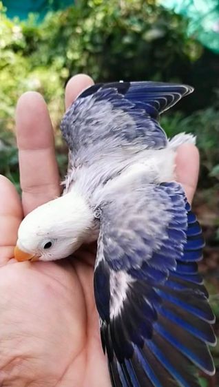 ขายนกเเลิฟเบิร์ดสีบูลโอพาไล.ราคา2900 บาท..สนใจทักได้ครับ รูปที่ 5