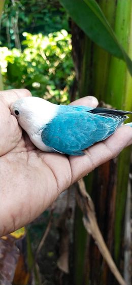 ขายนกเเลิฟเบิร์ดสีบูลโอพาไล.ราคา2900 บาท..สนใจทักได้ครับ รูปที่ 3