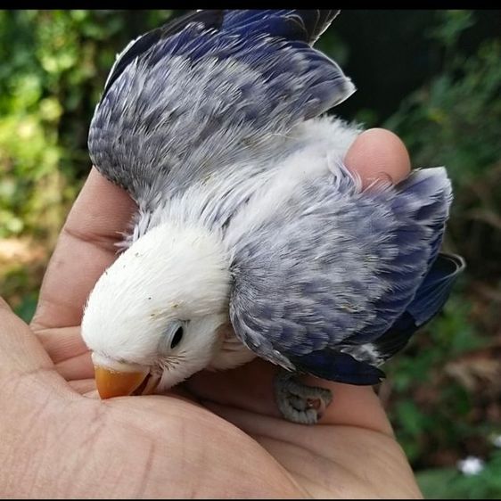 ขายนกเเลิฟเบิร์ดสีบูลโอพาไล.ราคา2900 บาท..สนใจทักได้ครับ รูปที่ 6