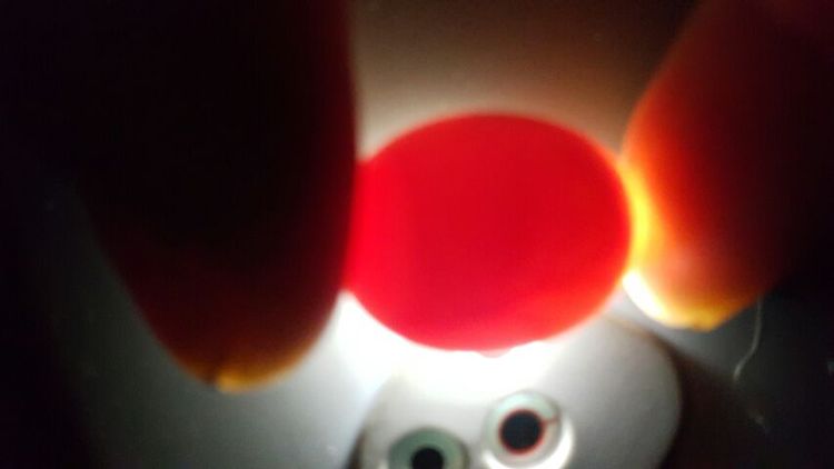 ขายไข่นกต๊อกคาเทล รูปที่ 2