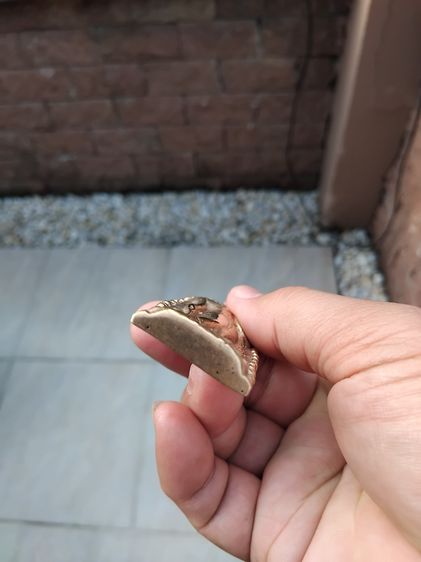 พระร่วงยืนปางประทานพร ข้างเม็ด กรุวัดพระศรีรัตนมหาธาตุ จ.สุโขทัย เนื้อทองผสม พุทธศิลป์ลพบุรี ขนาด 2.5x5.5 cm พิมพ์คม ชัด มีน้ำหนัก สภาพสวย เ รูปที่ 5