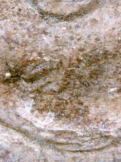 พระรูปเหมือนพ่อท่านคล้าย รุ่น สข1 ปี 2500 พิมพ์ใหญ่ เนื้อว่าน ผสมชานหมาก รูปที่ 13