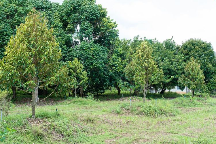 ขาย สวนทุเรียน อ.ท่าใหม่ จ.จันทบุรี รูปที่ 3