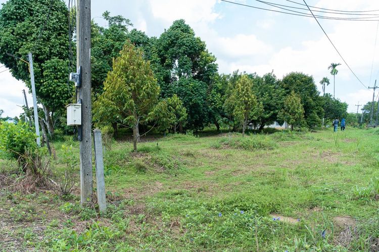 ขาย สวนทุเรียน อ.ท่าใหม่ จ.จันทบุรี รูปที่ 2