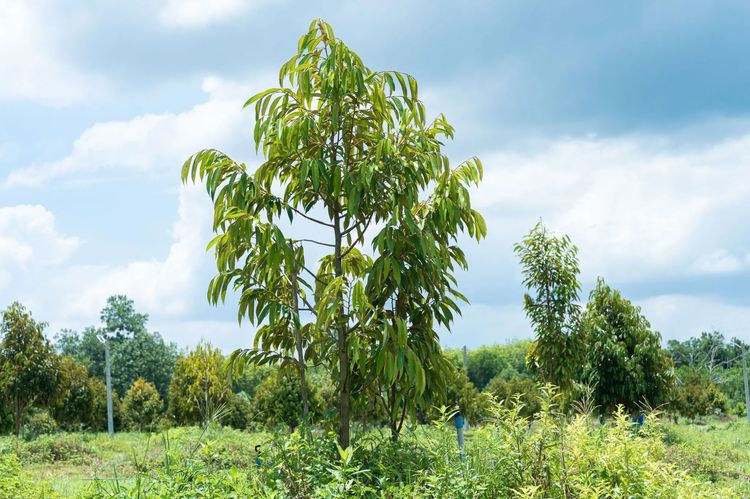 ขาย สวนทุเรียน อ.ท่าใหม่ จ.จันทบุรี รูปที่ 4