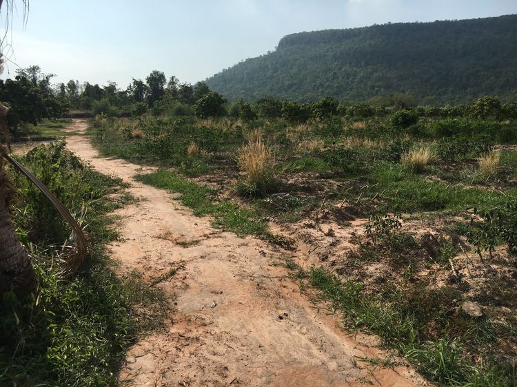 ขายที่ดิน จังหวัดพิษณุโลก อำเภอวังทอง ทางไป อำเภอเนินมะปราง 0898251551 รูปที่ 2