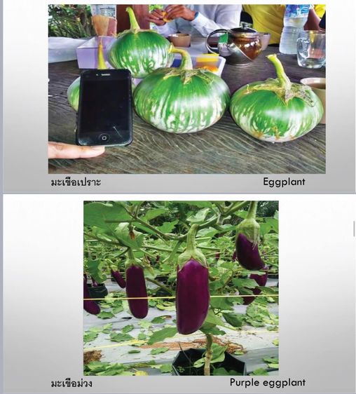 F-Plusไม่ใช่ปุ๋ย อาหารเสริมเพื่อสุขภาพพืช 2 นวัตกรรม สารเพิ่มประสิทธิภาพ อาหารพืชอะมิโนแอซิด Amino Acid รูปที่ 18