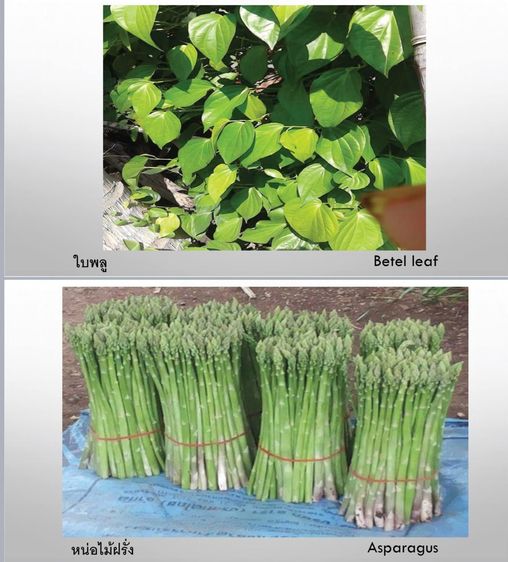 F-Plusไม่ใช่ปุ๋ย อาหารเสริมเพื่อสุขภาพพืช 2 นวัตกรรม สารเพิ่มประสิทธิภาพ อาหารพืชอะมิโนแอซิด Amino Acid รูปที่ 16