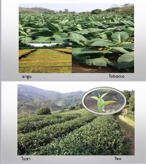 F-Plusไม่ใช่ปุ๋ย อาหารเสริมเพื่อสุขภาพพืช 2 นวัตกรรม สารเพิ่มประสิทธิภาพ อาหารพืชอะมิโนแอซิด Amino Acid รูปที่ 7