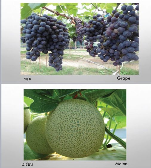 F-Plusไม่ใช่ปุ๋ย อาหารเสริมเพื่อสุขภาพพืช 2 นวัตกรรม สารเพิ่มประสิทธิภาพ อาหารพืชอะมิโนแอซิด Amino Acid รูปที่ 9